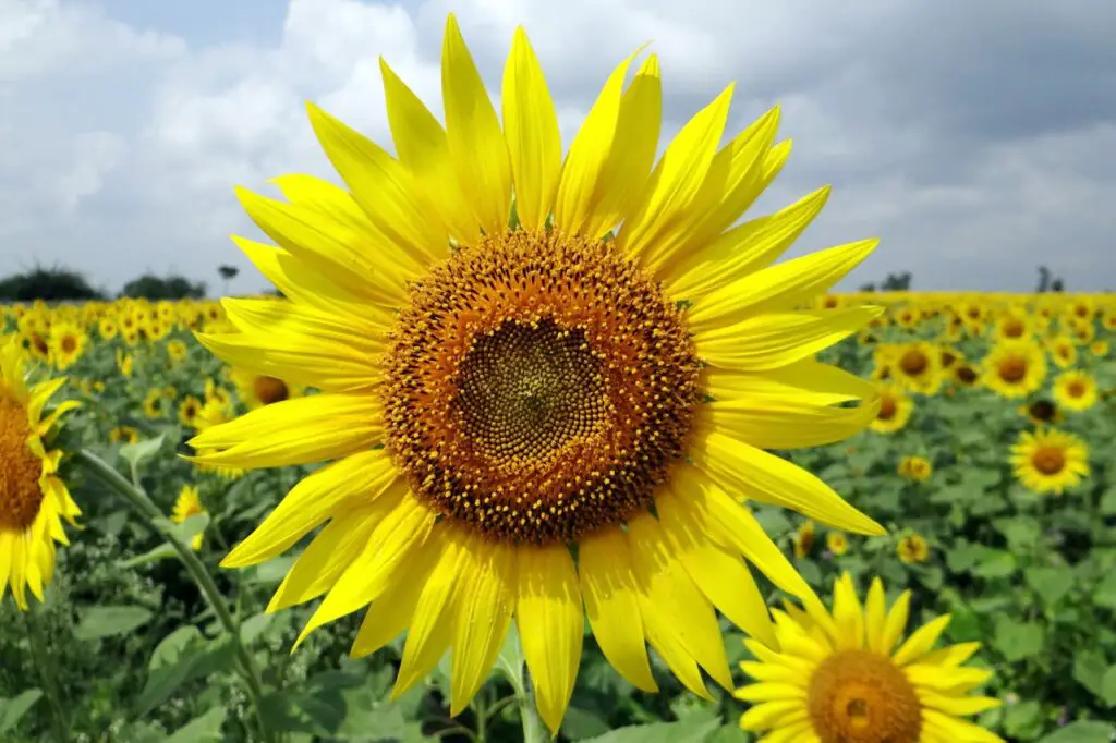 flower-sunflower-karnataka-india-64221-64221.jpg